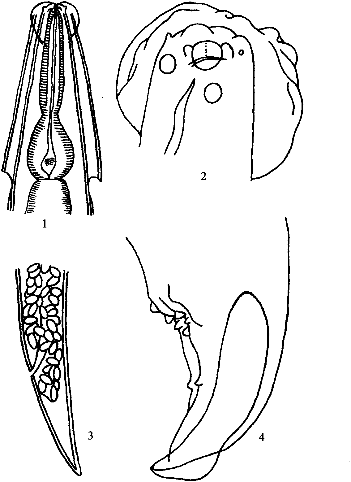 哈薩克斯坦無(wú)刺線蟲(chóng)